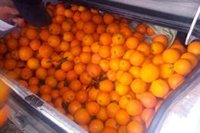 Juicio este lunes en Sevilla contra una empresaria acusada de estafar con una partida de naranjas ya vendidas