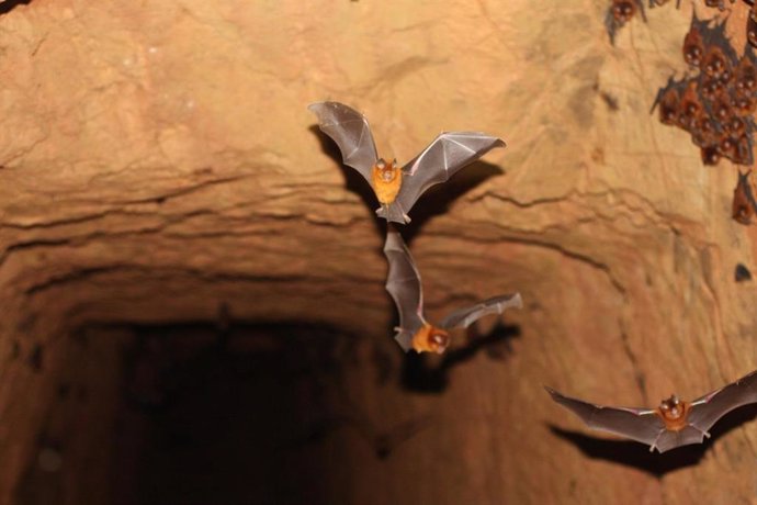 Archivo - Descubren nuevas especies de murciélagos.