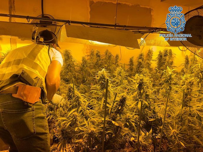 Plantación de marihuana desarticulada en Jerez