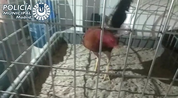 Rescatados 16 gallos mutilados para usarlos en peleas y detenido su criador