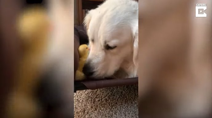 Cómo Dot, el pato, y Beay, el Golden Retriever, se convirtieron en amigos inseparables
