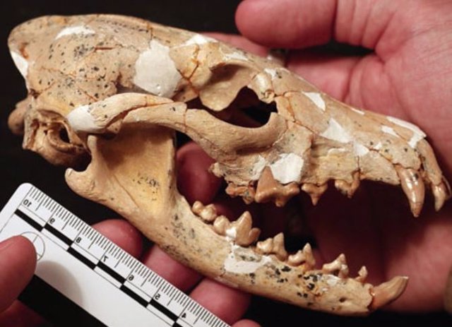 Cráneo de Eucyon khoikhoi, la nueva especie de chacal.