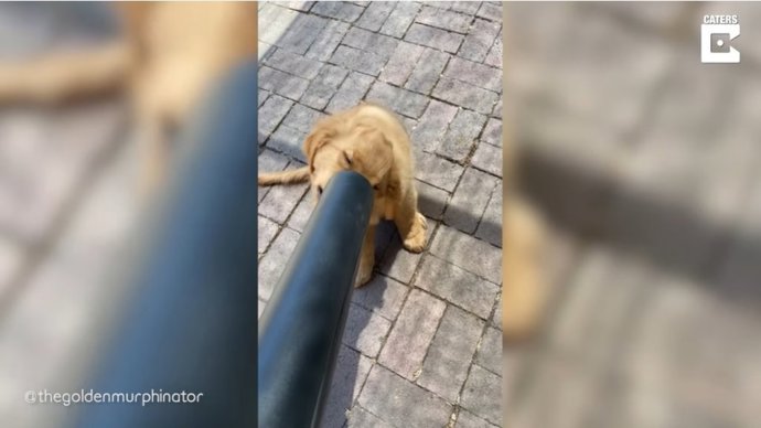La curiosa forma que este cachorro de labrador tiene de averiguar cómo funciona un soplador de hojas
