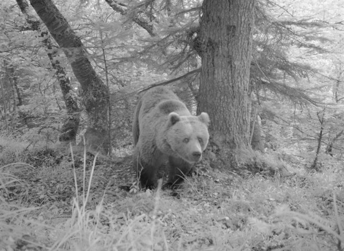 Imagen de archivo de un oso en la Val d'Aran