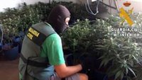Detenido con un cultivo de 200 plantas de marihuana en una vivienda de Berja (Almería)