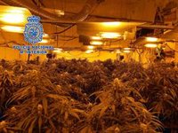 Cuatro detenidos de una familia de Almería por un cultivo con más de 550 plantas de marihuana