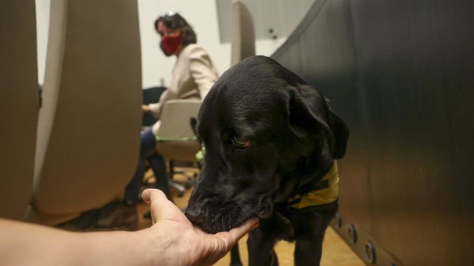 Una concejala de Más Madrid continúa con el entrenamiento del perro guía de la familia y se lo lleva al Pleno de Cibeles
