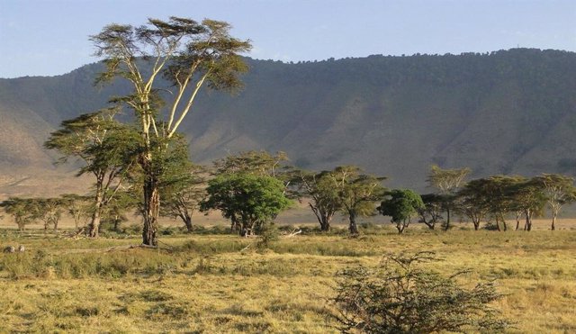 El Ngorongoro en el borde del Serengeti en Tanzania es el hogar de una abundante vida silvestre. Sin embargo, el cambio climático conduce a una dramática escasez de agua, cambios en vegetación y pérdida de biodiversidad que amenazan el frágil ecosistema