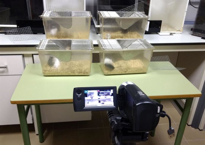 Ratones en un proyecto para analizar los efectos del estrés en el consumo de drogas