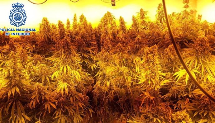 Desmantelada una vivienda unifamiliar de Churriana dedicada al cultivo intensivo de marihuana