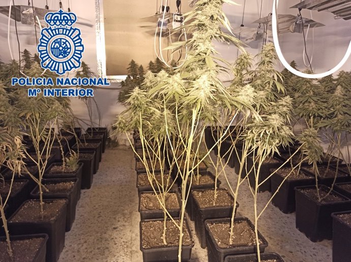 Plantación de marihuana intervenida por la Policía Nacional