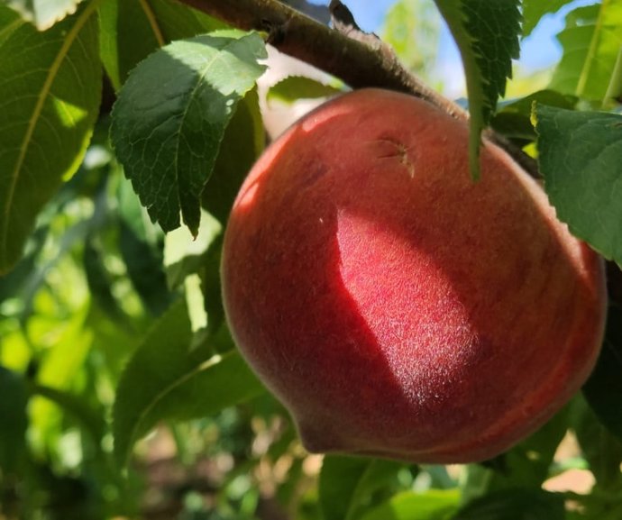 Fruto dañado por el pedrisco