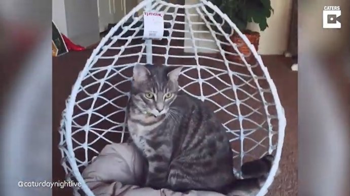 Una mujer recrea una réplica de su salón para su gato con un mini sillón, una mini estantería y un mini televisor