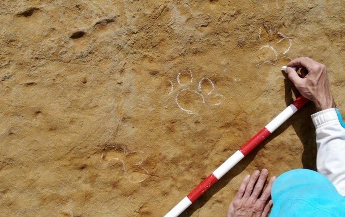 Detalle de las huellas de animal halladas en el yacimiento del Camp dels Ninots de Caldes de Malavella (Girona)