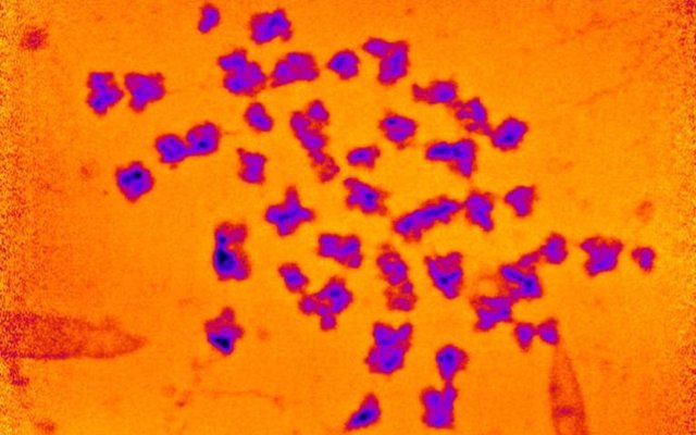 Cromosomas identificados en rayos X por el Diamond Light Source