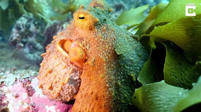 Un amistoso pulpo parece saludar a un buceador que lo está grabando