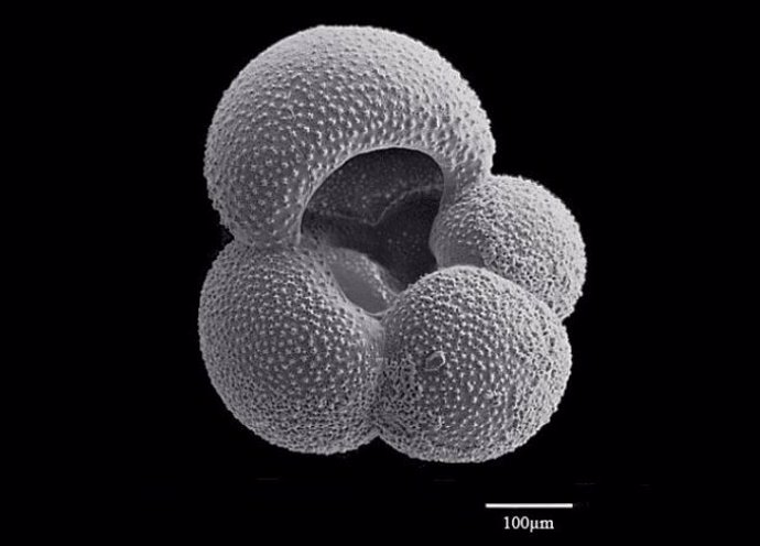 Las huellas químicas de los niveles de CO2 pasados ??se conservan en conchas fósiles microscópicas como este foraminífero.
