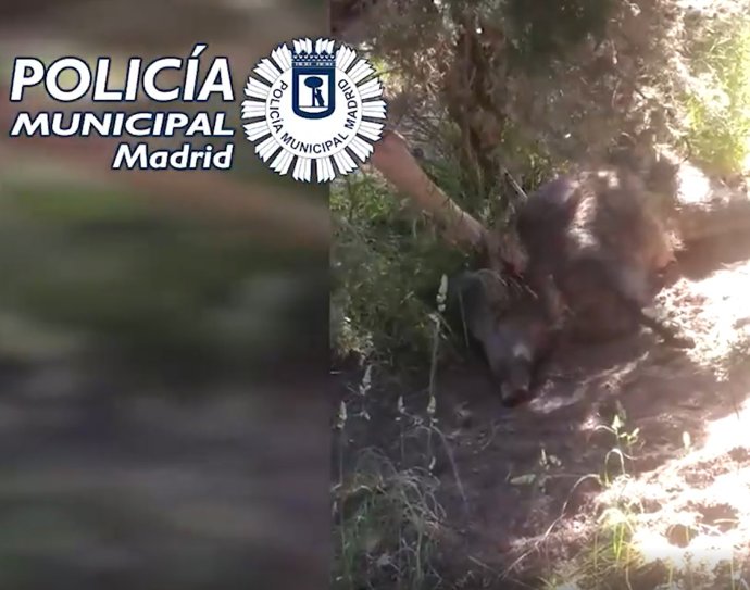 Rescatan a una jabalina atrapada con sus jabatos cerca de la Universidad Autónoma