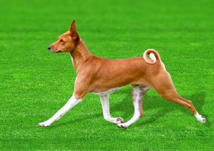 La secuencia de ADN de un Basenji llamado 'China' (en la foto) podría tener un gran impacto en la comprensión de la evolución del perro, la domesticación y las enfermedades genéticas caninas.