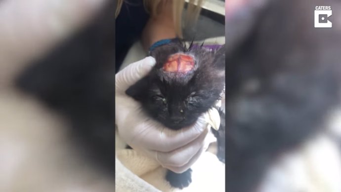 Encuentran a un gato abandonado con una cicatriz en la cabeza que parece su cerebro