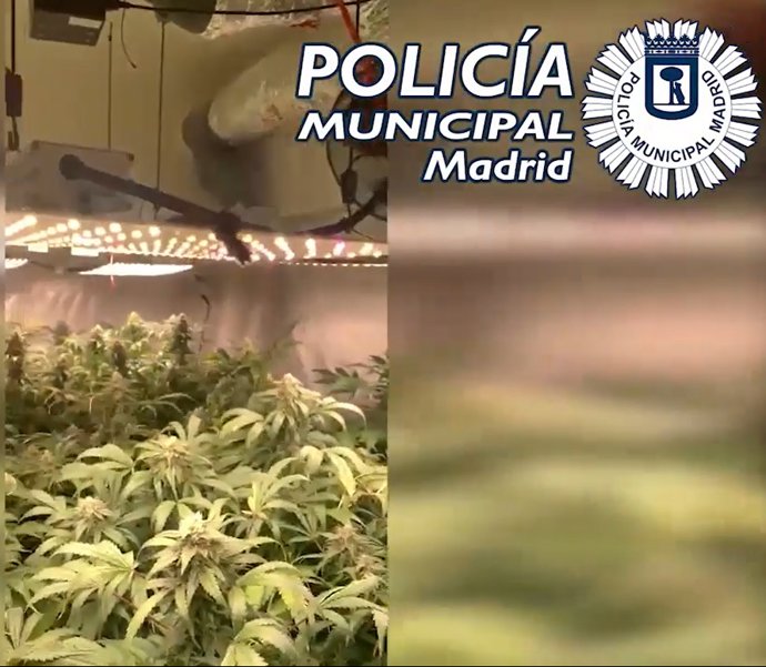 Archivo - Dos detenidos y 97 plantas de marihuana requisadas en el sótano de una inmobiliaria de Chamberí