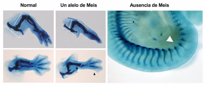 Archivo - Tinciones esqueléticas de extremidades inferiores en embriones normales, con un alelo o en ausencia total de Meis. Los embriones con una sola copia carecen de peroné y dos dedos posteriores (flechas negras).