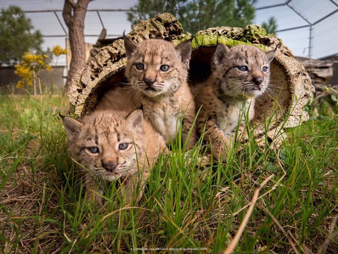 Tres crías de lince ibérico