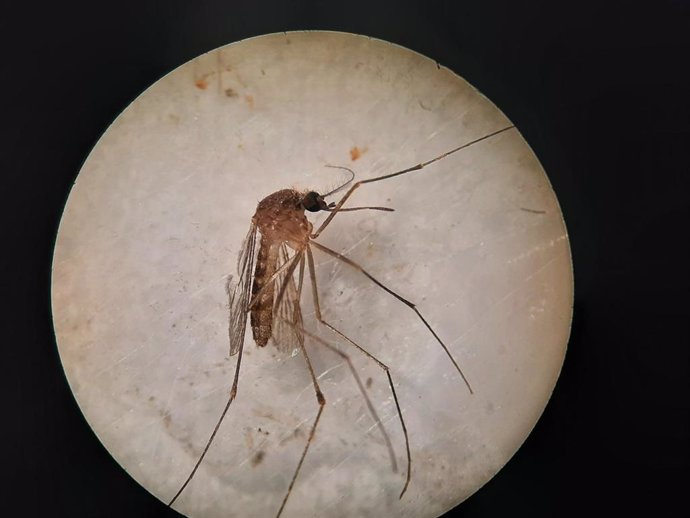 Ejemplar de Culex pipiens, una de las especies transmisoras del virus del Nilo.