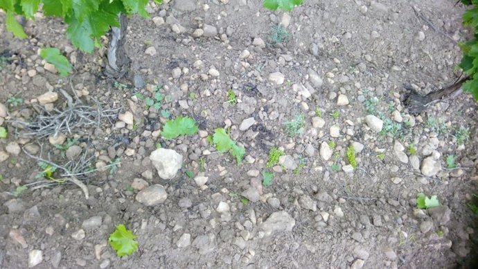 Efectos del pedrisco en la uva