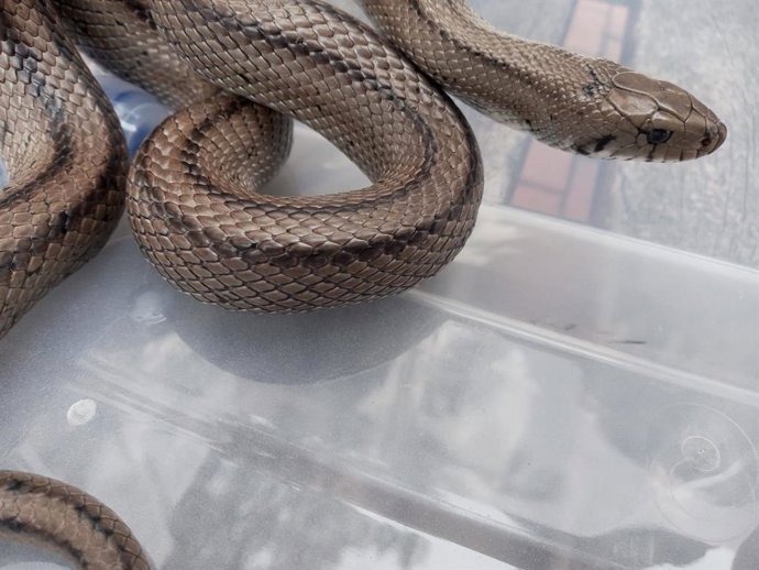 Ejemplar de culebra de escalera,  encontrado en el Punto Limpio de Roces de Emulsa,en  Gijón,