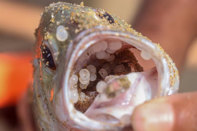 Un pez con gránulos de plástico por el vertido del buqeu 'MV X-Press Pearl' en Sri Lanka