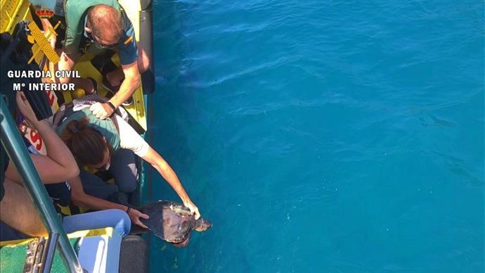Reintroducción en el mar de la tortuga boba 'Paqui'