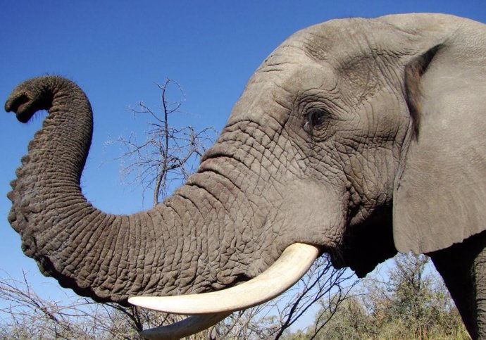 El elefante usa su trompa como una navaja suiza
