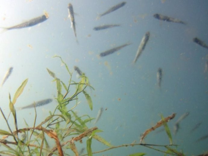 Peces de lago amenazados por la disminución de oxígeno