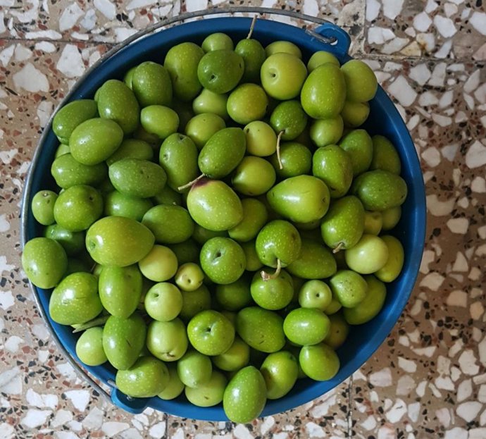 Archivo - Un cubo de aceitunas recién recolectadas