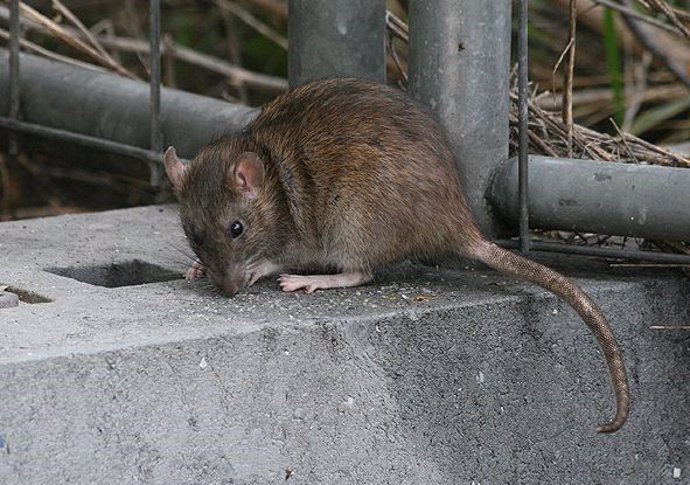 ADEPAP alerta de las plagas de ratas para este verano.