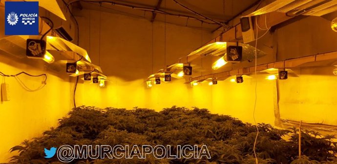 Plantación de marihuana