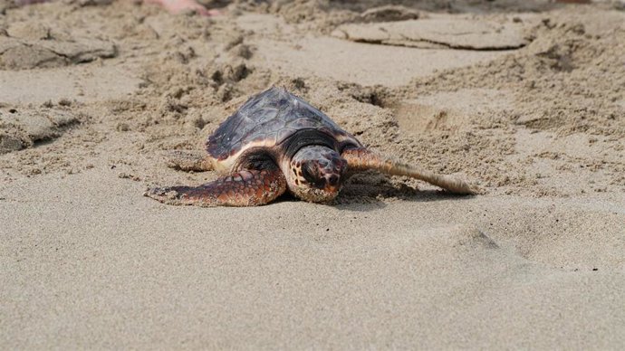 Tortuga marina en Ibiza.