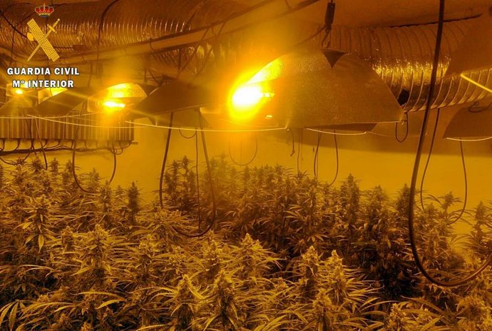 Plantación intervenida en Yelbes