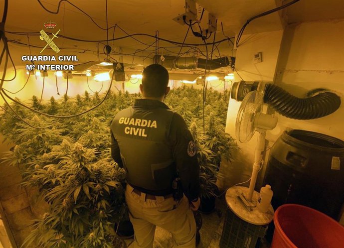Imagen de la plantación incautada por la Guardia Civil