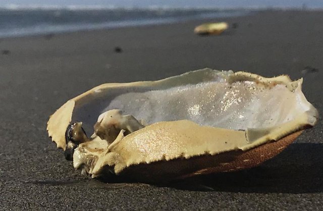 Caparazón de cangrejo