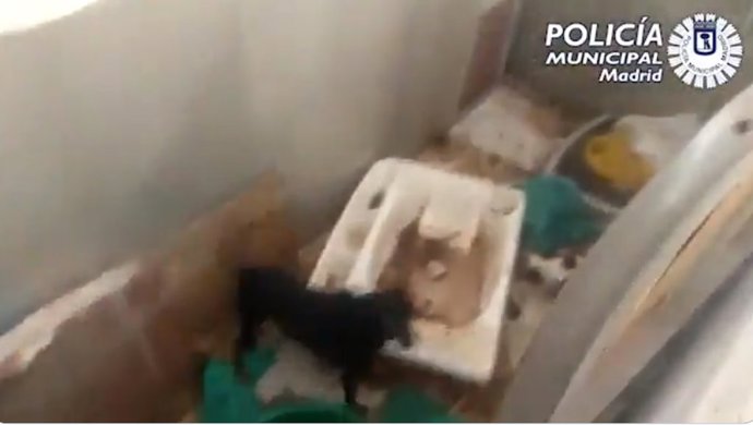 Rescatan un perro que vivía en pésimas condiciones cerca de los gallos requisados la semana pasada en Usera