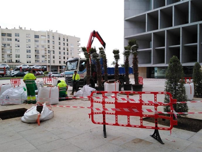 Operarios del Ayuntamiento de Palma trabajando en la plantación de árboles en las inmediaciones del Palacio de Congresos