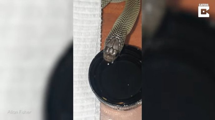 Así es como se ve cuando una serpiente bebe agua de un cuenco
