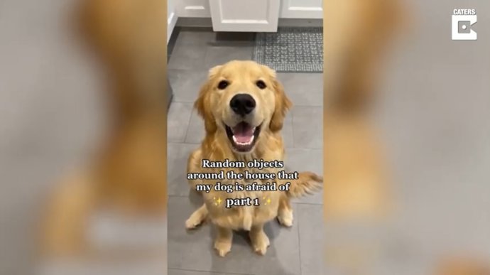 Una mujer decide esparcir objetos por su casa para ver a cuántos de ellos asustan a su perro