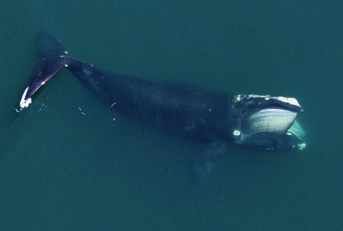 Una ballena franca del Atlántico norte alimentándose en Cape Cod Bay. Las ballenas francas se alimentan de densos parches de copépodos en el Golfo de Maine todos los veranos.