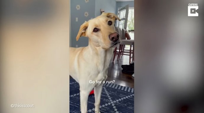 "¿Quieres Salir A Correr?" Es La Frase Que Necesita Oír Esta Perrita Para Ser Feliz