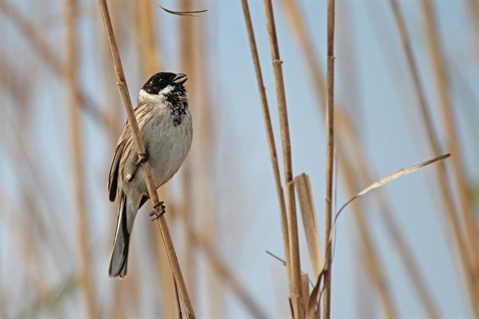 Archivo - Palustre iberoriental.