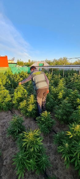 Plantación de marihuana en una finca de Marchena