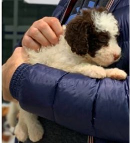 Archivo - Perro de aguas enfermo al que tuvieroin que sacrificar.